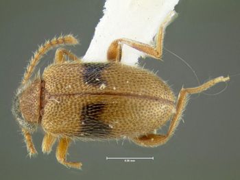 Media type: image;   Entomology 613388 Aspect: habitus lateral view